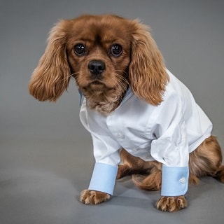 Savile Row Company Launch Dapper Dogs