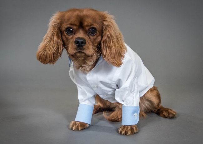 Savile Row Company Launch Dapper Dogs