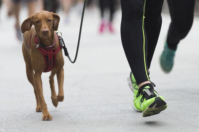 "You have a lot of dog-walking to do"